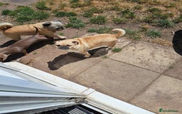Mixed Breed dogs for sale: Beautiful puppies ready now  - Image 4