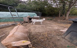 Goats livestock for sale: Beautiful Sanaan/pygmy goats  - Image 3