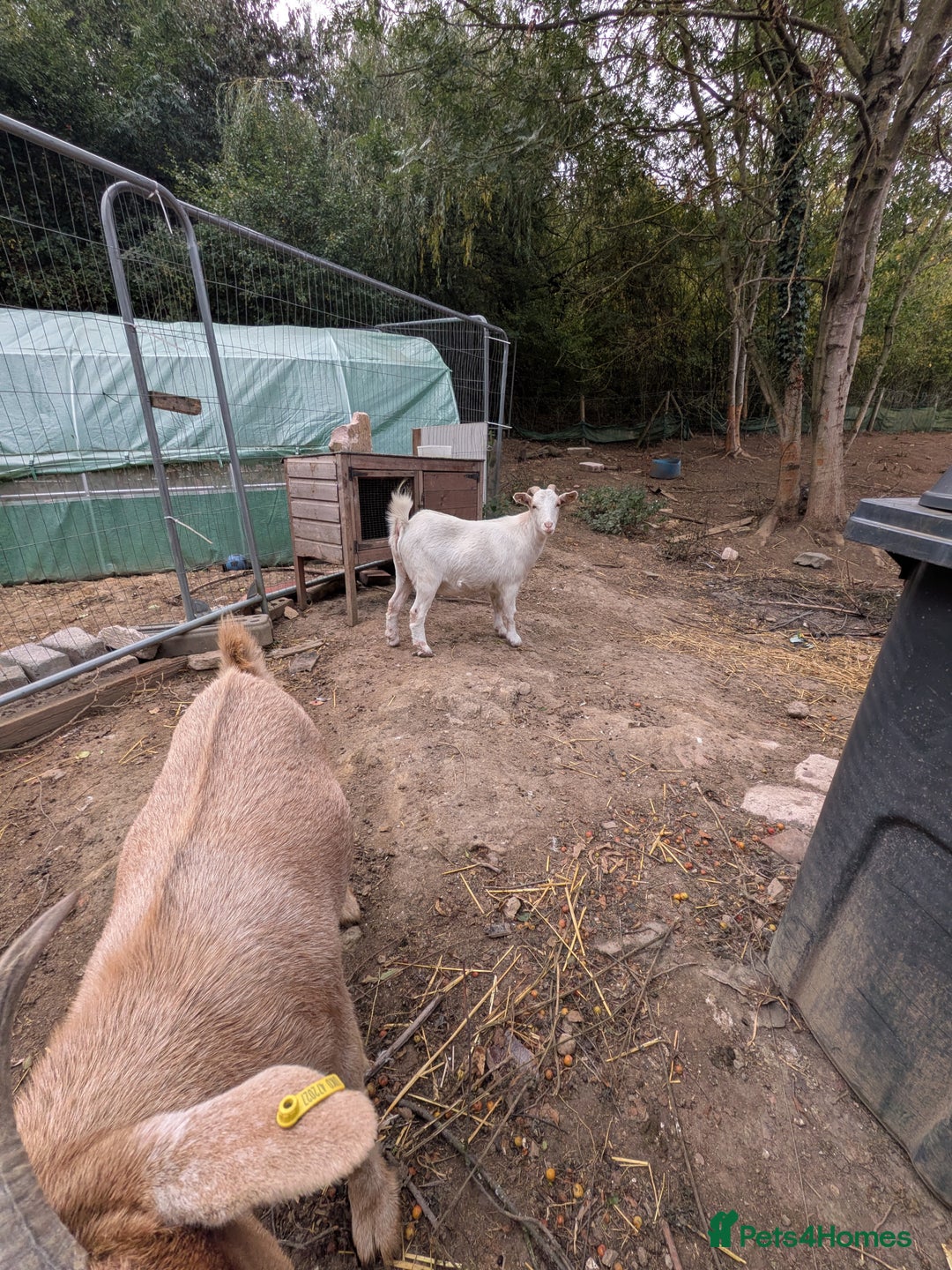 Goats livestock for sale: Beautiful Sanaan/pygmy goats  - Image 3