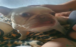 French Bulldog dogs for sale: Beautiful white female frenchie - Image 11
