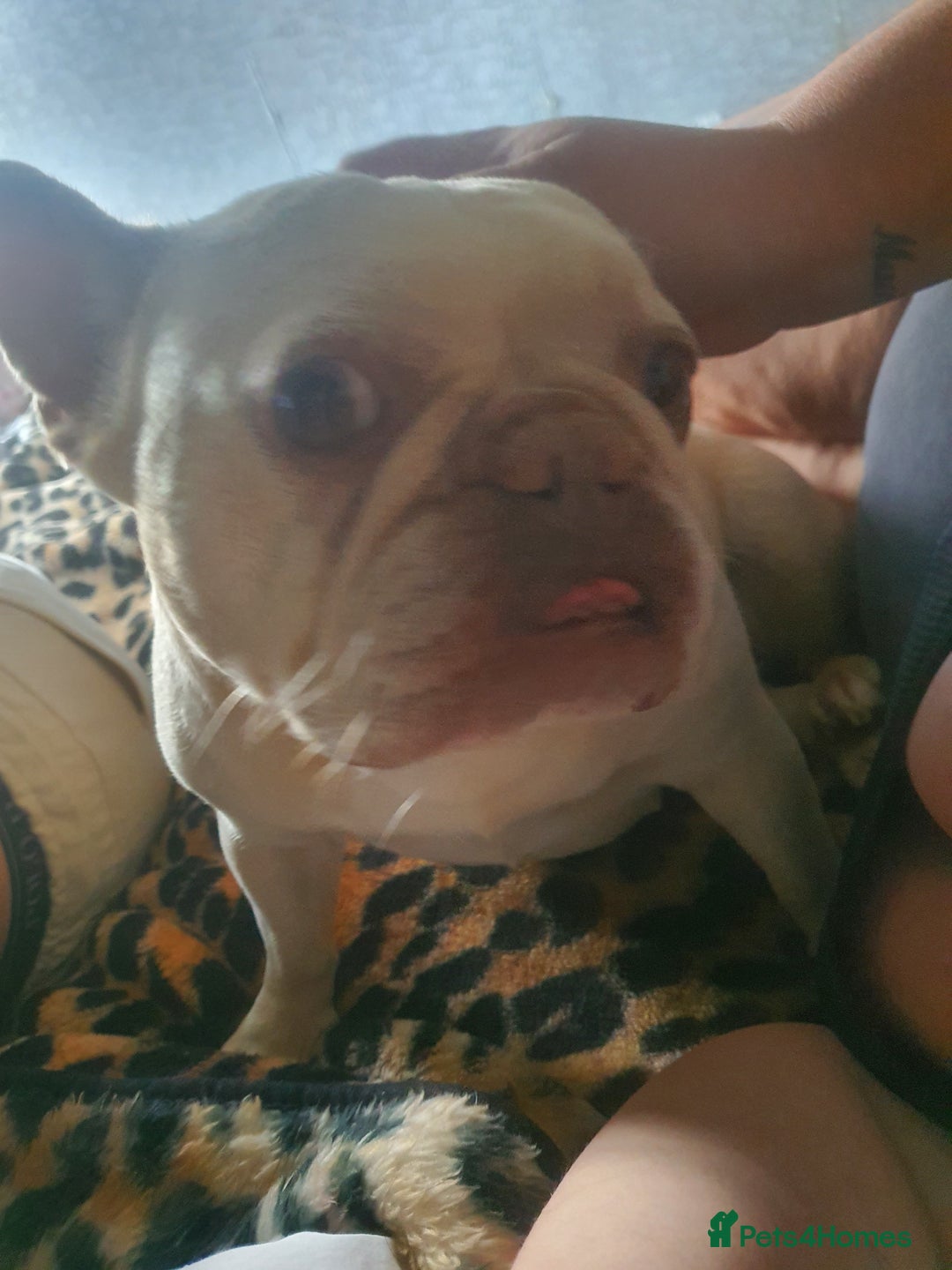 French Bulldog dogs for sale: Beautiful white female frenchie - Image 11