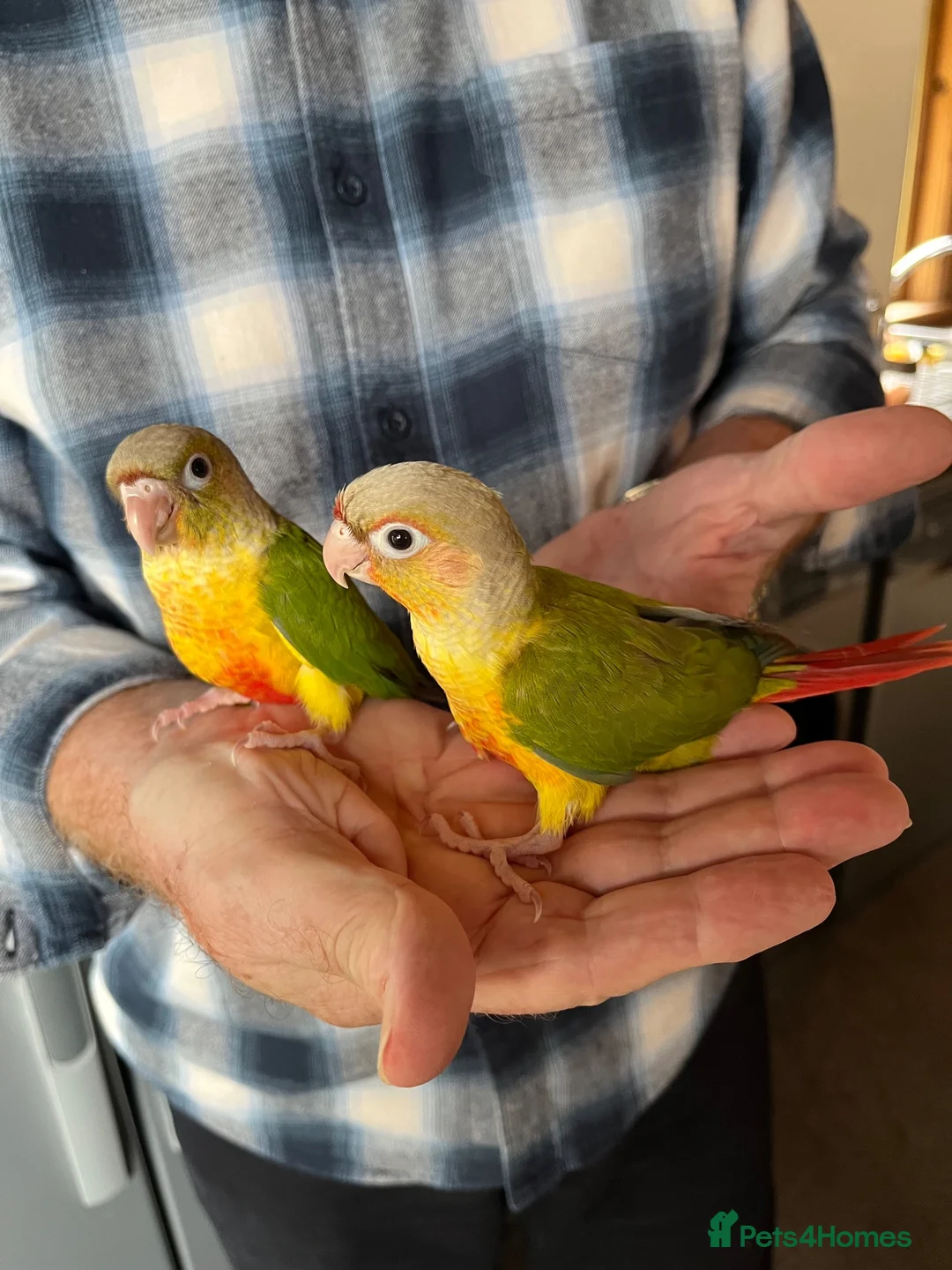 Conures birds for sale: Hand-reared Pineapple Conure chicks  - Advert 2