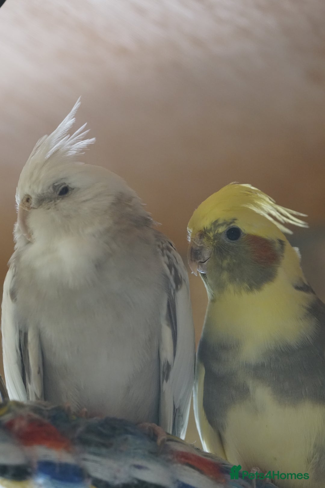 Cockatiels birds for sale: Young Cockatiels - Image 16