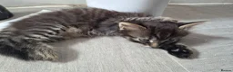 Mixed Breed cats for sale: Ready now Beautiful kittens - Advert 9