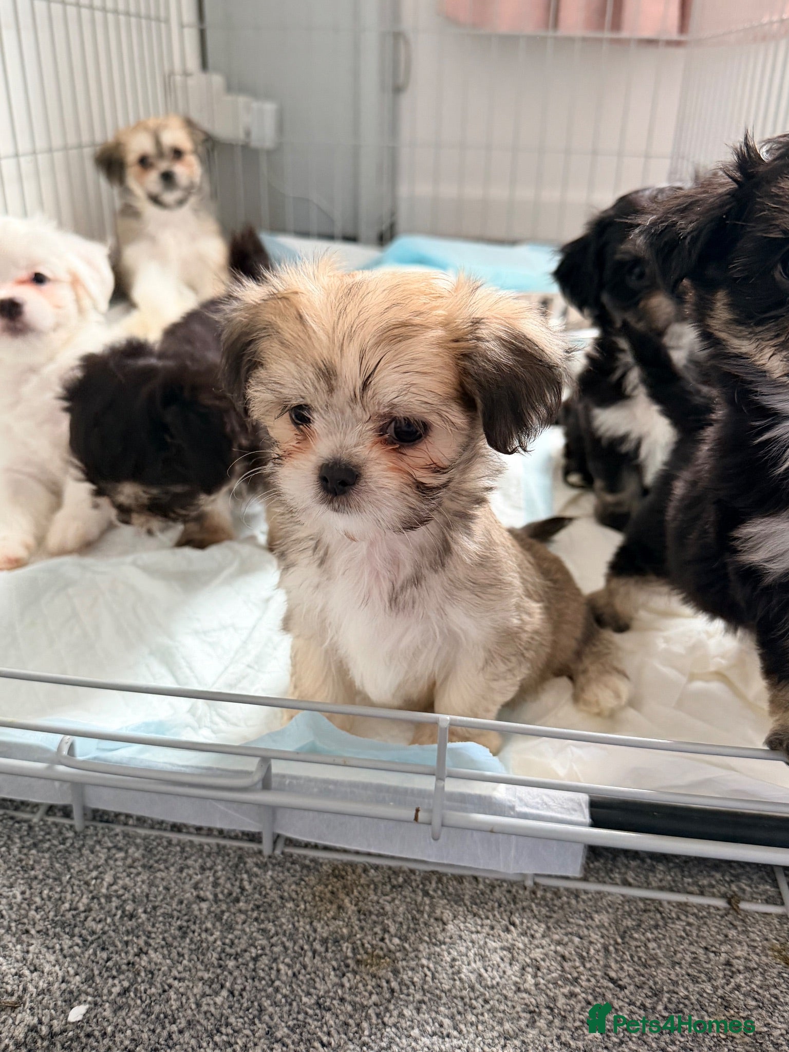 Mixed Breed dogs Tiny Malchi puppies - Advert 1