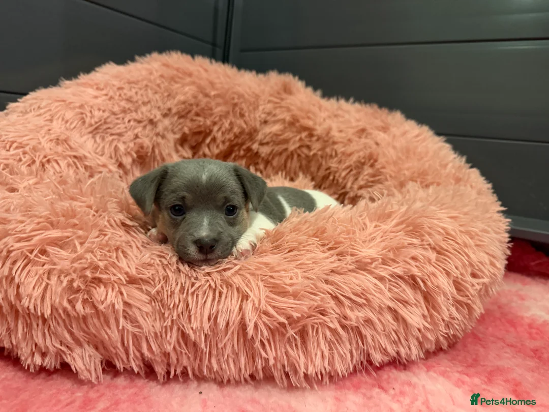 Jack Russell dogs for sale: Stunning blue and blue tri JRT pups - Advert 19