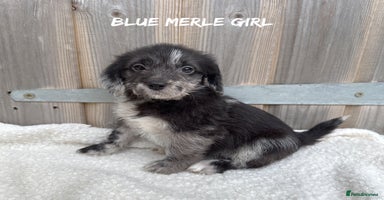 Mixed Breed dogs in Rhayader - Advert 6