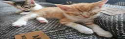 Mixed Breed cats for sale: 6 kittens, 2 ginger, 1 gray, and 3 black and white - Advert 8