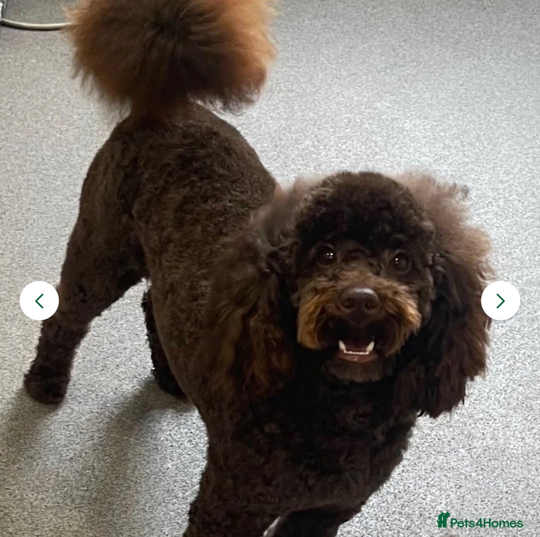 Toy Poodle dogs for stud: We have 4 stunning boys at stud. All dna clear  - Advert 3