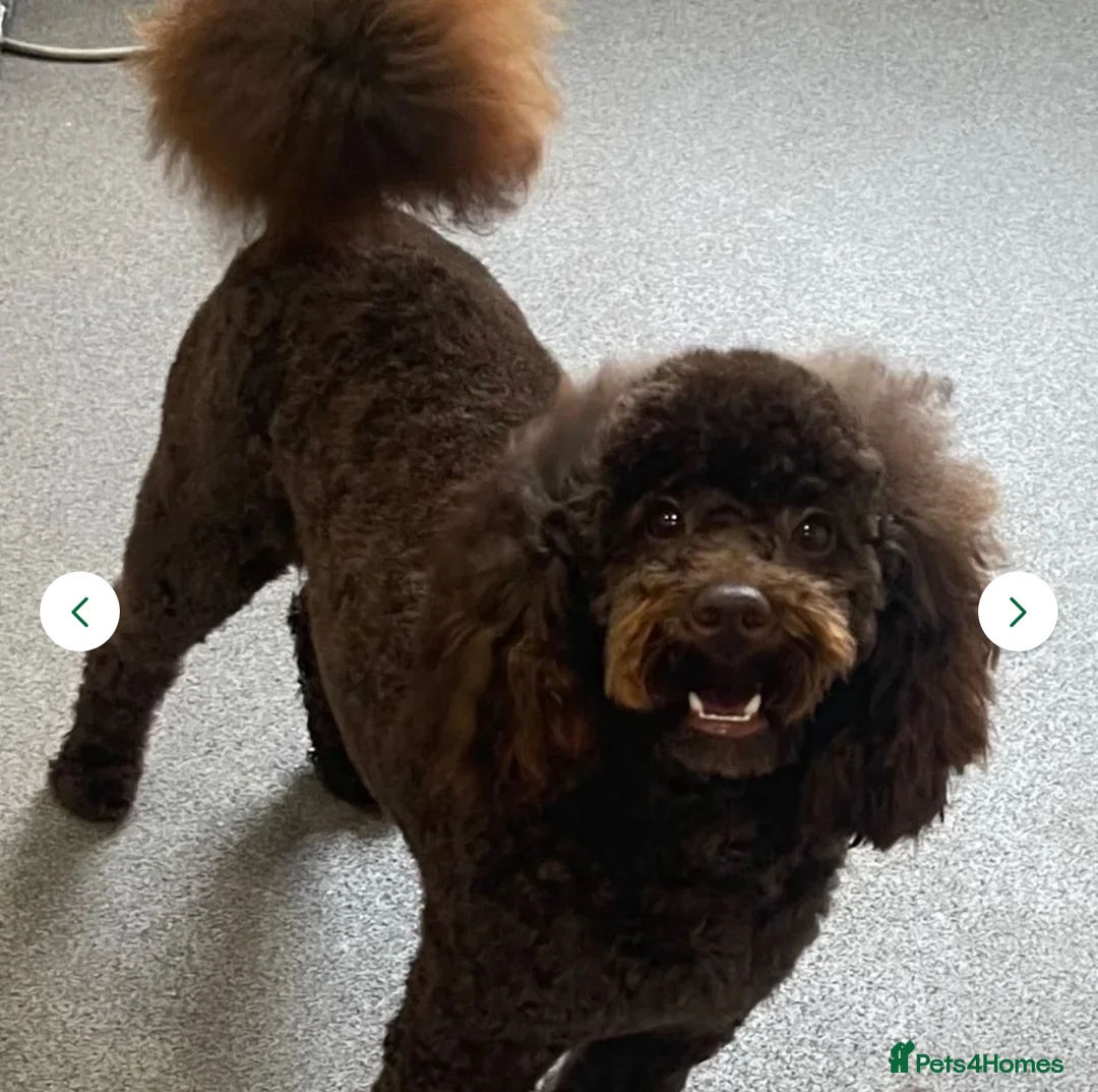 Toy Poodle dogs for stud: We have 4 stunning boys at stud. All dna clear  - Advert 3