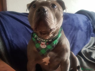 Staffordshire Bull Terrier dogs in Barnsley - Advert 35