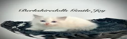 Ragdoll cats for sale: Gorgeous kittens with true ragdoll character - Advert 29