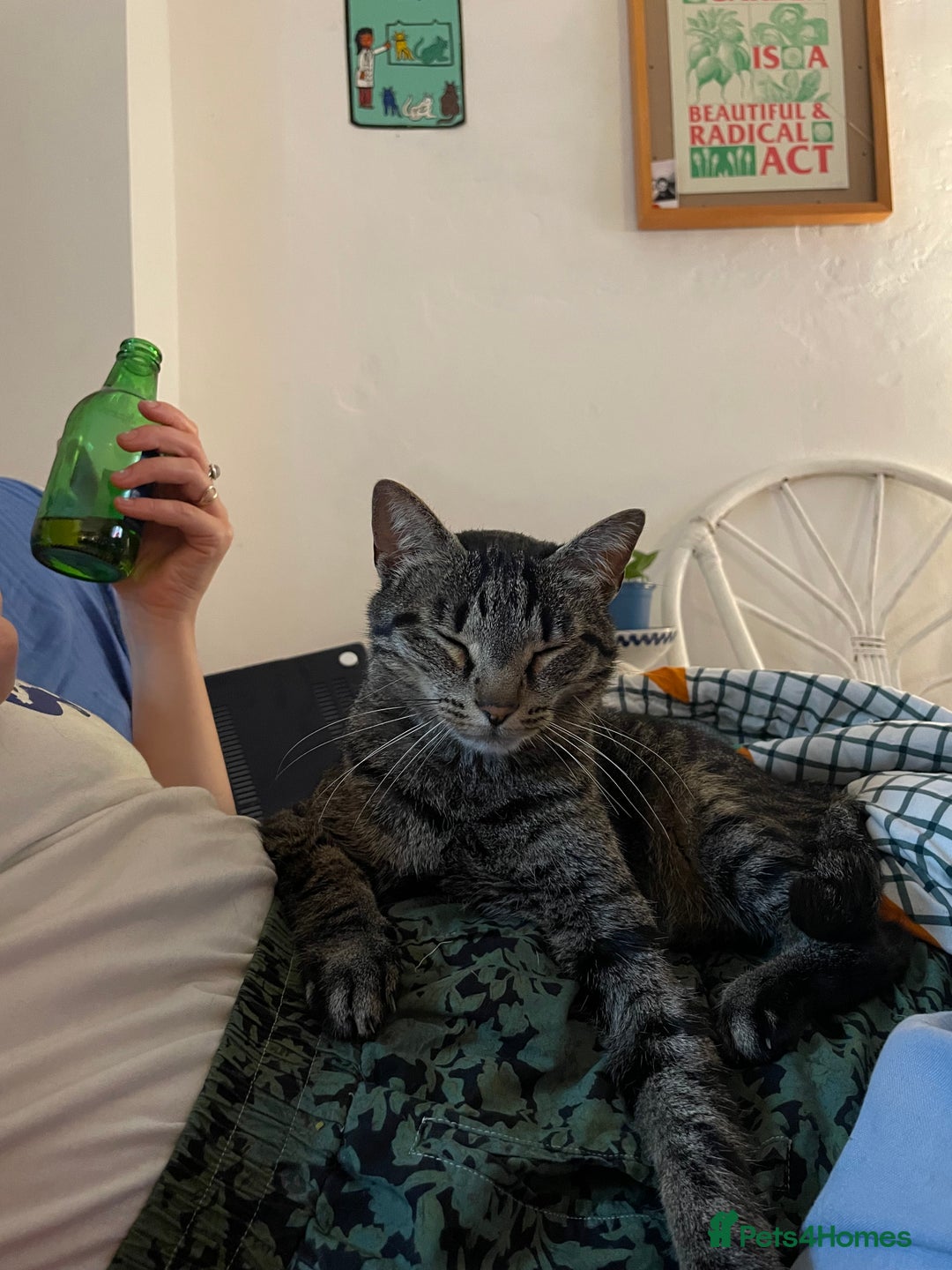 Domestic Shorthair cats for sale: Inigo and Daisy - Advert 13