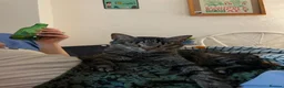 Domestic Shorthair cats for sale: Inigo and Daisy - Advert 13