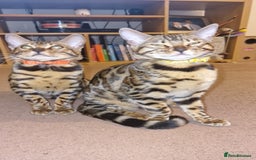 Bengal cats for sale:  🌟 Stunning Bengal Kittens  🌟 🥰🥰 - Image 6