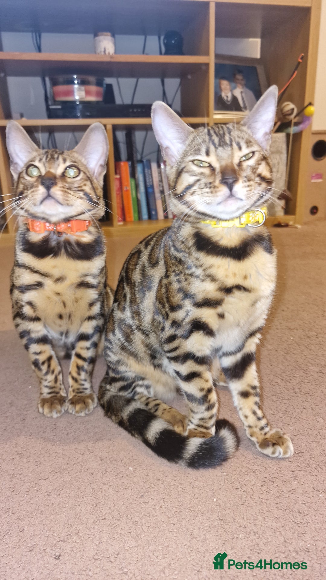 Bengal cats for sale:  🌟 Stunning Bengal Kittens  🌟 🥰🥰 - Image 6