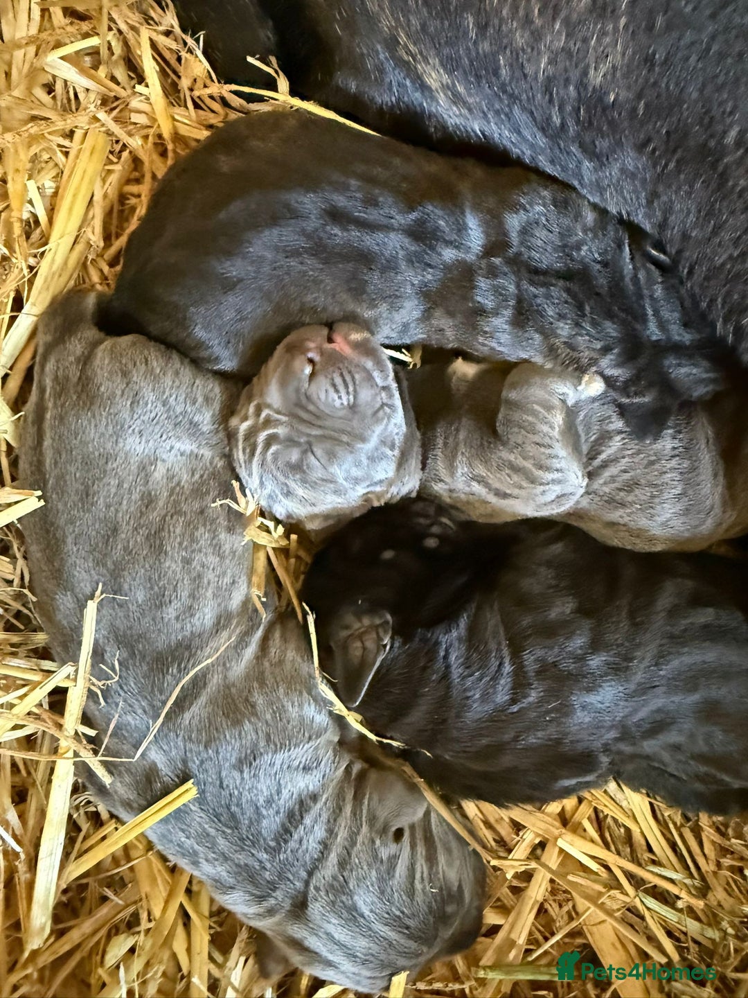 Cane Corso dogs for sale: Cane corso puppy  - Image 6