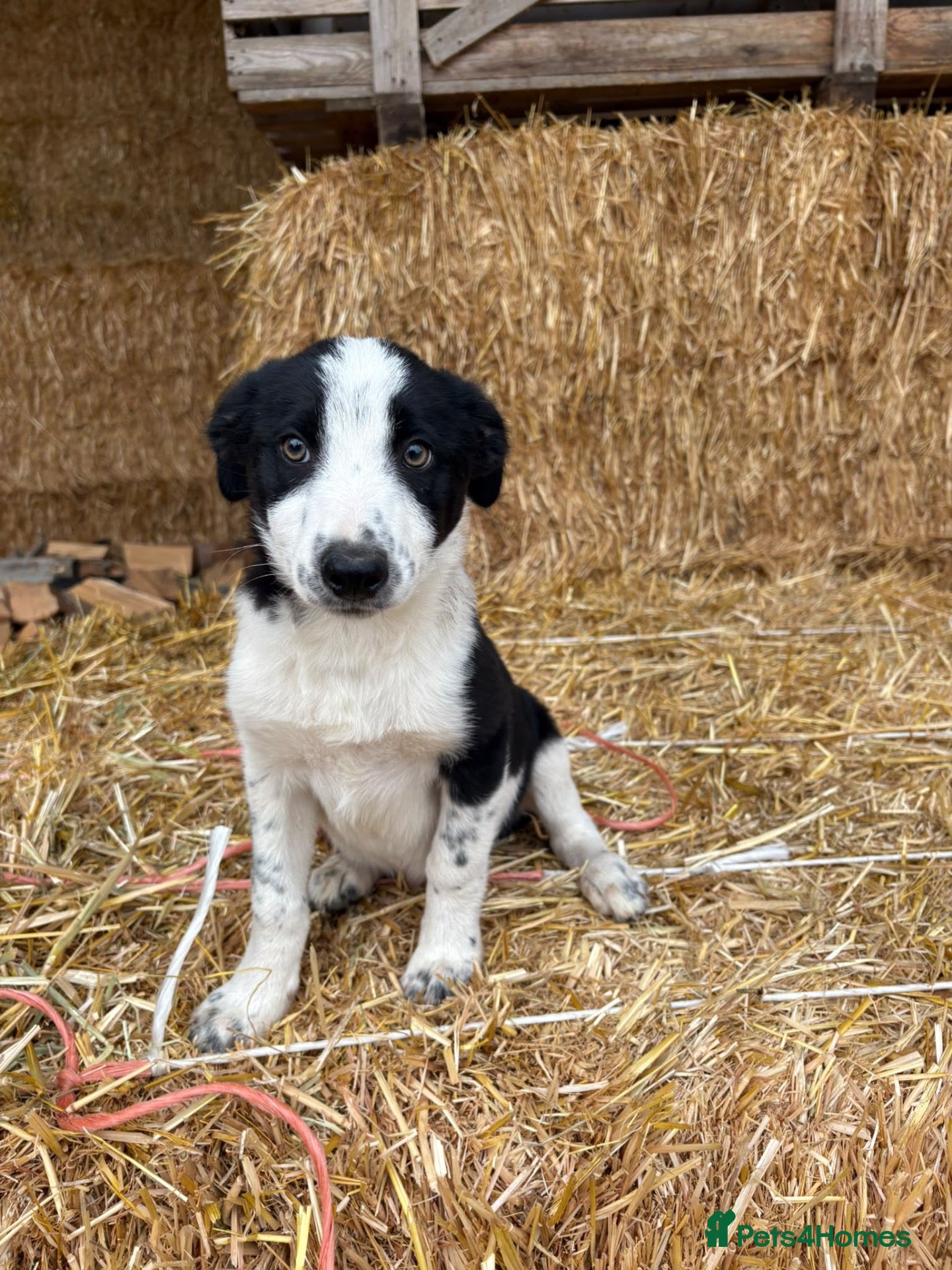 Border Collie dogs 3 Border Collie Puppies  - Advert 2