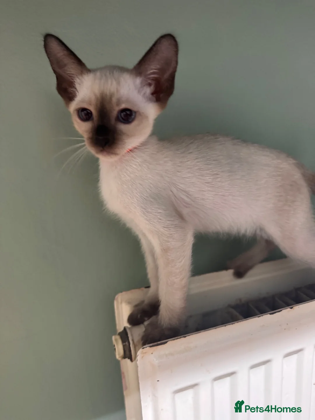 Siamese cats for sale: 6 affectionate traditional Siamese kittens ready - Advert 18