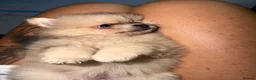 Pomeranian dogs for sale: Beautiful sable little girl in Edinburgh - Advert 6