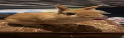 Mixed Breed rabbits for sale: Norwegian Dwarf Female in Stoke-on-Trent - Advert 2