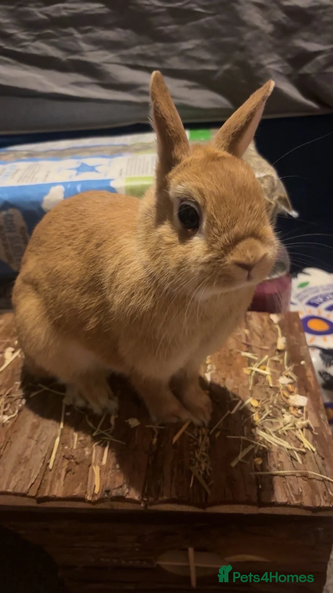 Mixed Breed rabbits for sale: Norwegian Dwarf Female in Stoke-on-Trent - Advert 2