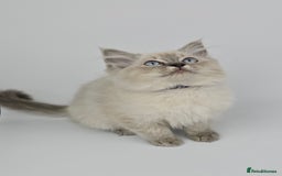 Ragdoll cats for sale: 🤍 STUNNING GCCF REGISTERED RAGDOLL KITTENS 🤍🤍 - Image 5