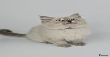 Ragdoll cats - Advert 11