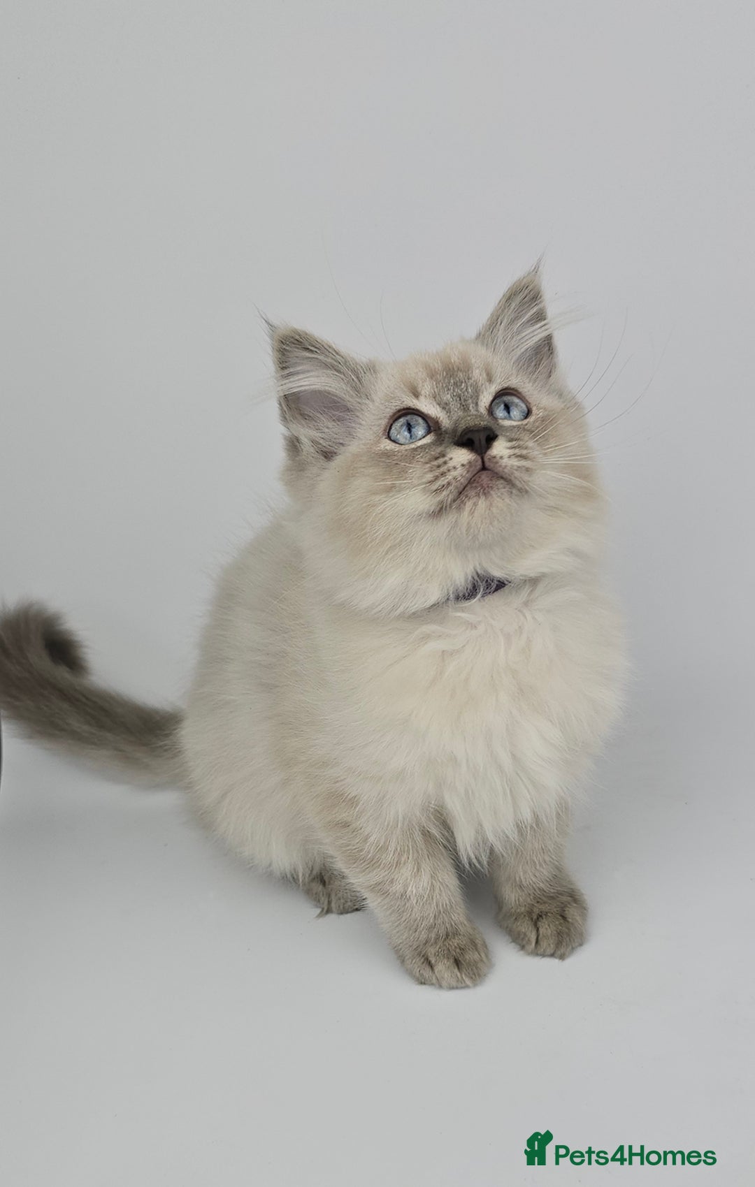 Ragdoll cats for sale: 🤍 STUNNING GCCF REGISTERED RAGDOLL KITTENS 🤍🤍 - Image 5
