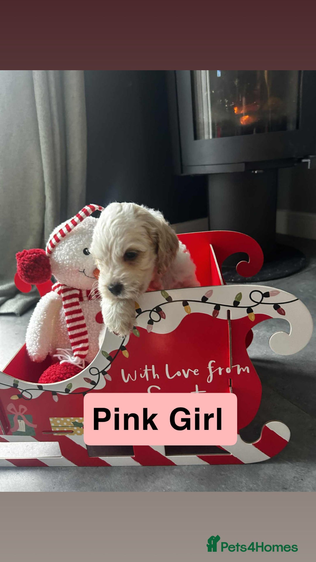 Cockapoo dogs for sale: F2 Cockapoo pups - Advert 19