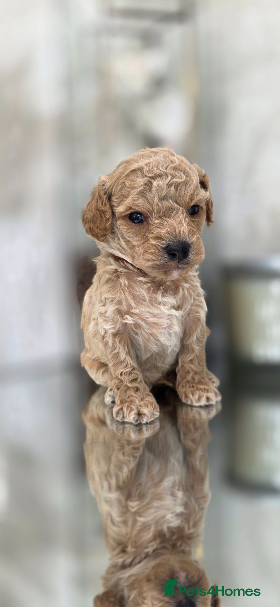 Cavapoochon dogs Exquisite Health Tested Cavapoochon Puppies  - Advert 2