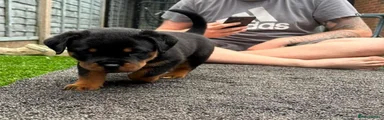 Rottweiler 1