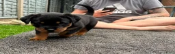 Rottweiler dogs for sale: Territory-Smart Tails & Watchful Souls-Rottweilers in Northampton - Advert 10