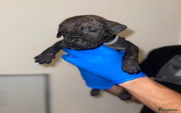 Presa Canario dogs for sale: Presa Canario Puppies for Sale - Image 4
