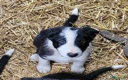 Border Collie dogs for sale: collie pups for working homes - Advert 15