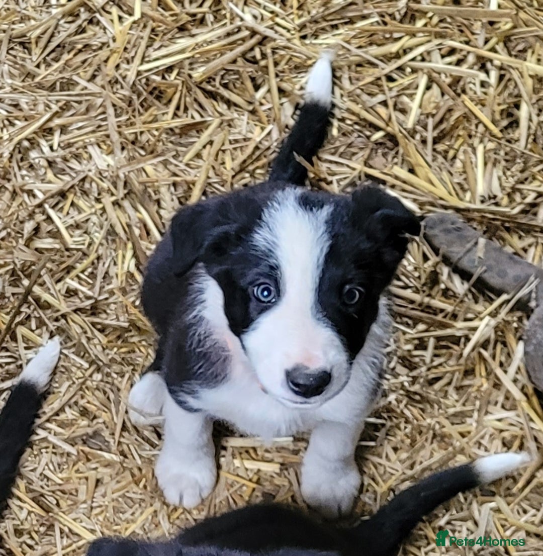 Border Collie dogs for sale: collie pups for working homes - Advert 15