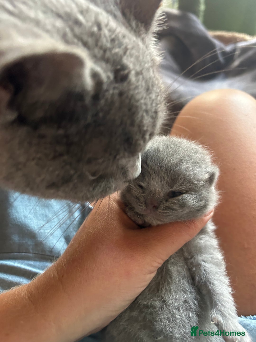 British Shorthair cats for sale: Pedigree GCCF BSH kittens ready in 2 weeks time !! - Image 3