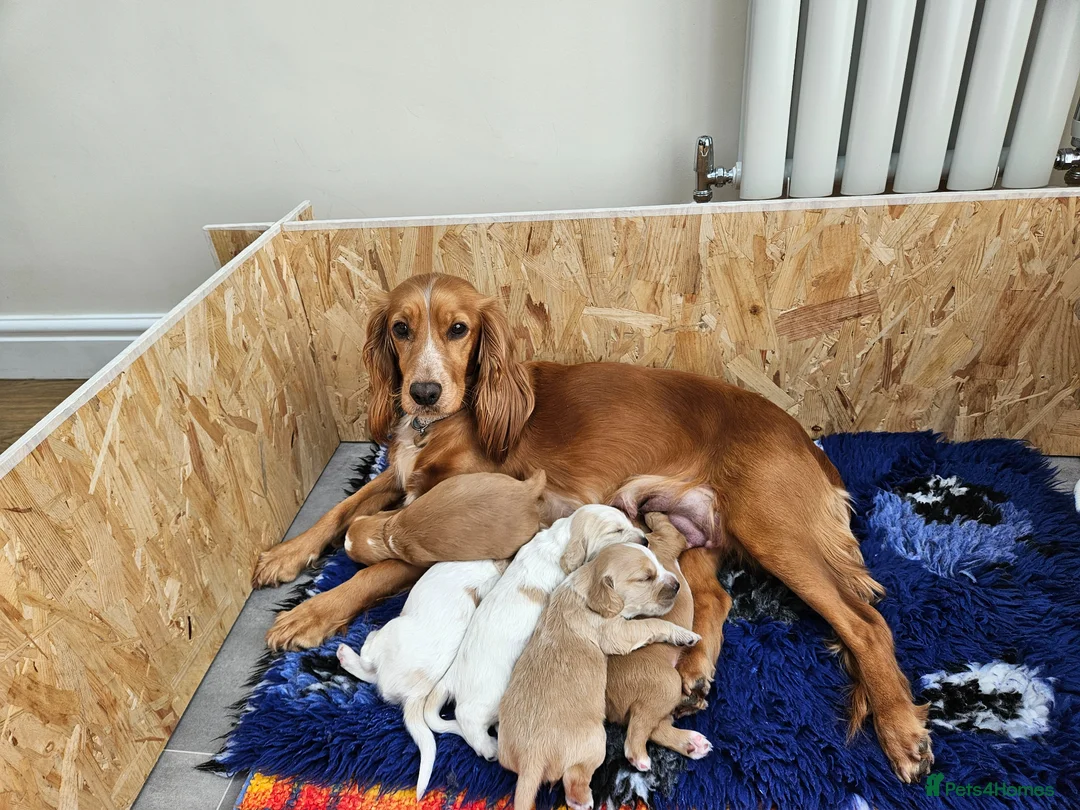 Cocker Spaniel dogs for sale: Working cocker spaniel  - Advert 1
