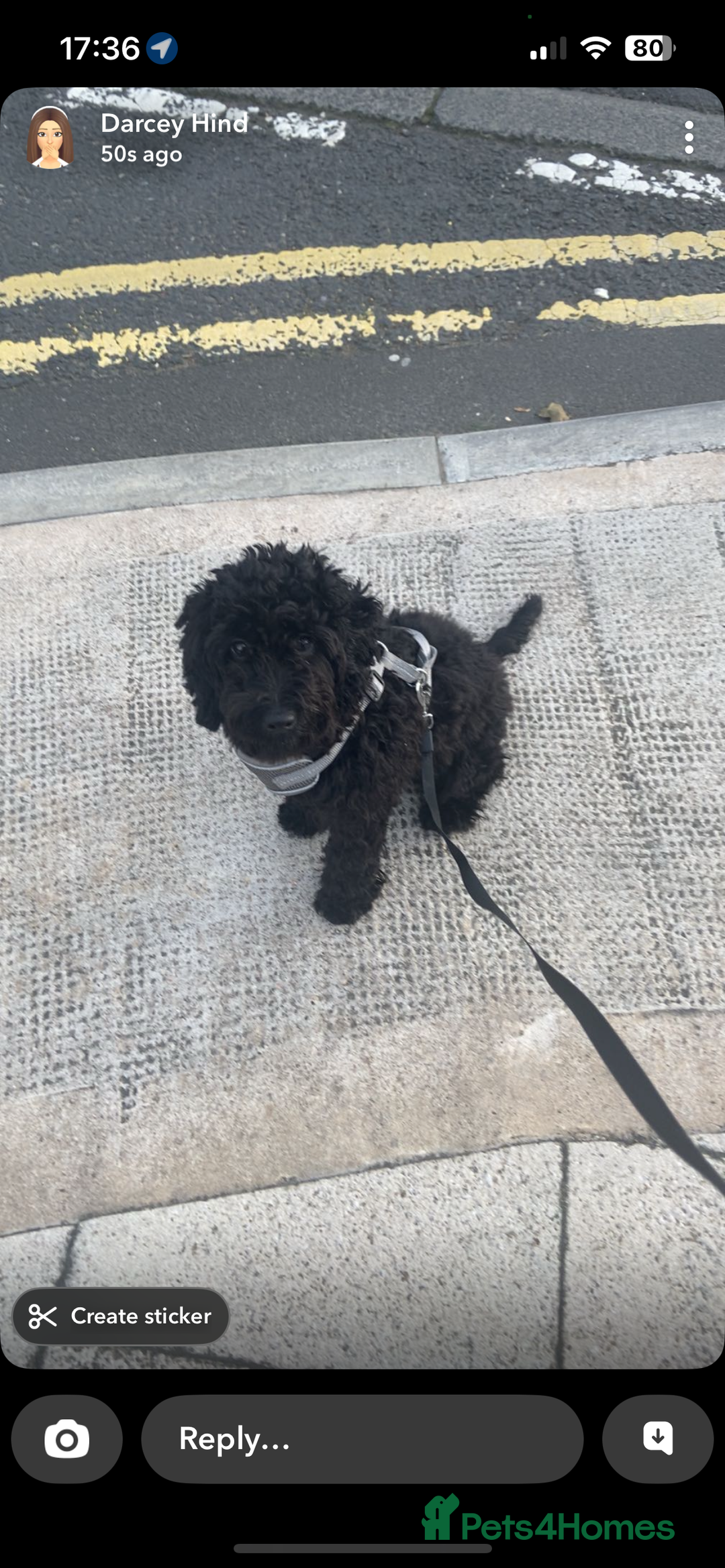 Cockapoo dogs for sale: 6 month old F1 cockapoo for sale - Image 2