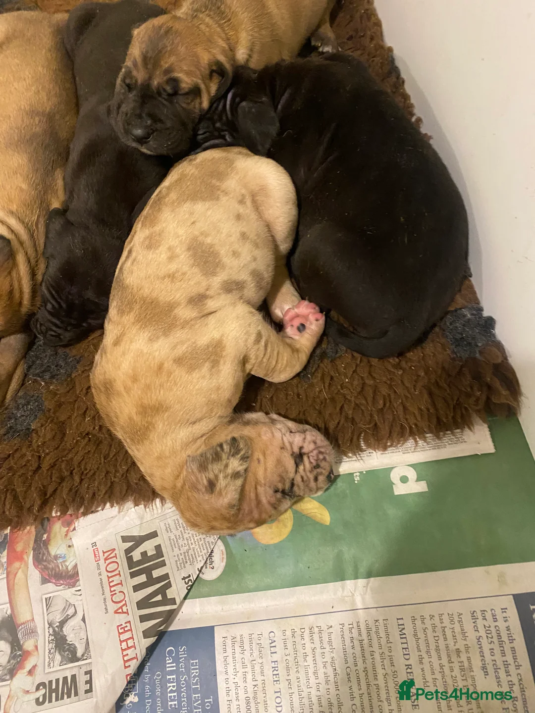 Great Dane dogs for sale: Beautiful kc reg Great Dane puppies - Advert 16