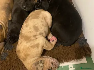 Great Dane dogs Beautiful kc reg Great Dane puppies - Advert 12