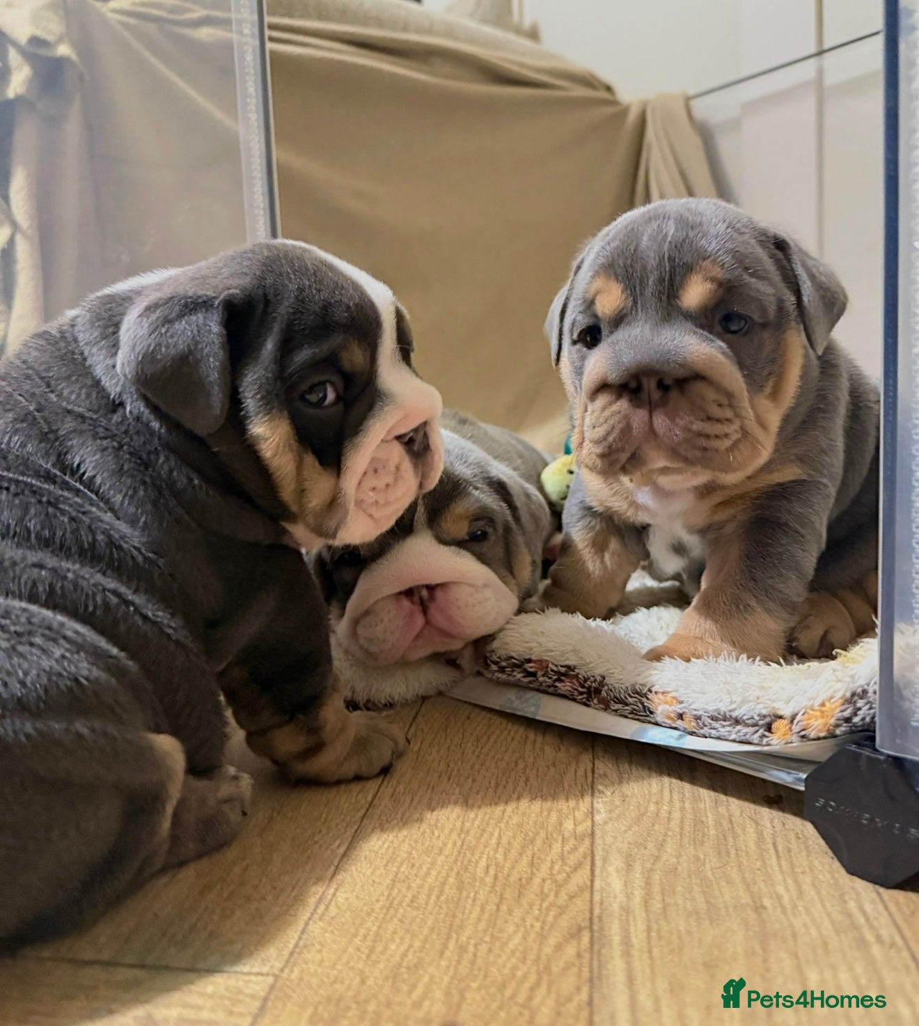 English Bulldog dogs English bulldog puppies - Advert 1