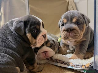 English Bulldog dogs English bulldog puppies - Advert 1