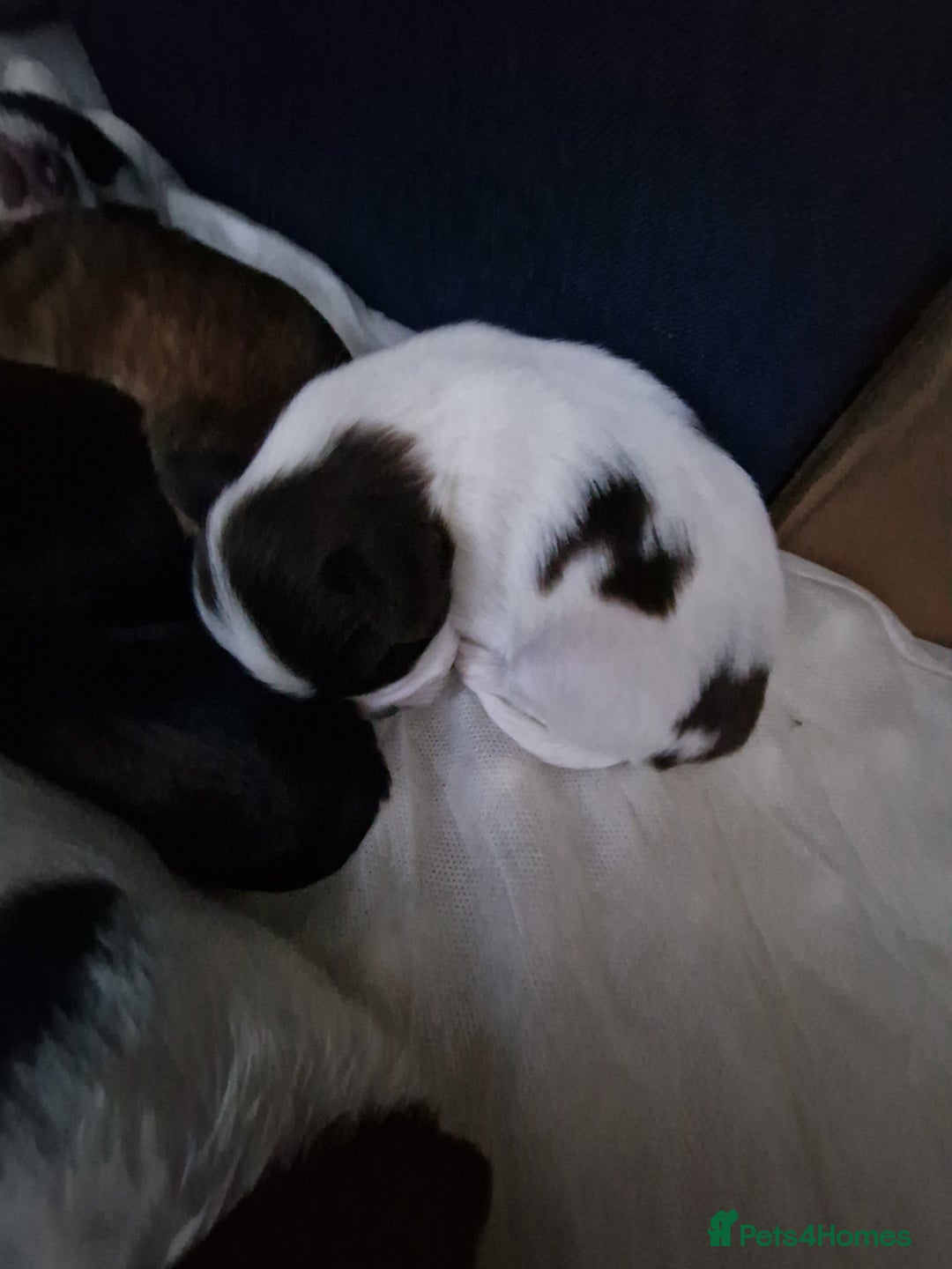 Lhasa Apso dogs for sale: 6 puppies  4 girls 2 boys - Image 5