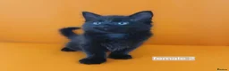 Mixed Breed cats for sale: Male and Female  in London - Advert 7