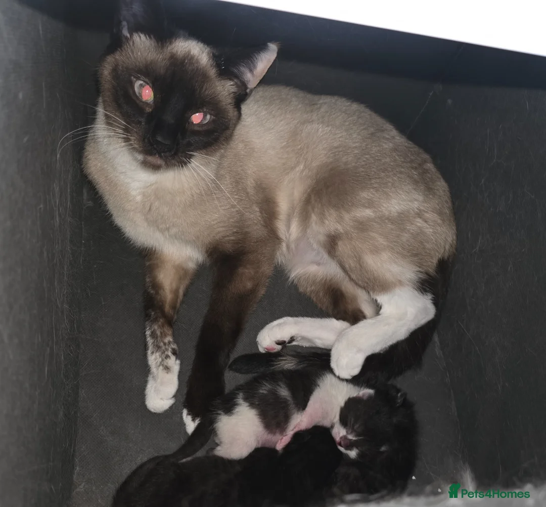 Mixed Breed cats for sale: Male black and white kitten - Advert 2