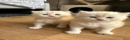 British Longhair cats for sale: Beautiful British Longhair Boys!! in Slough - Advert 4