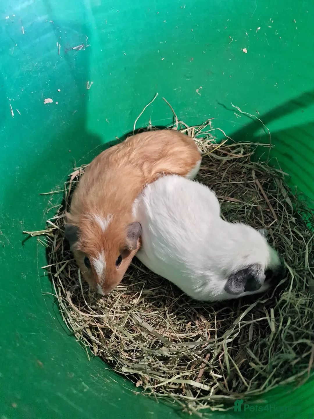 Guinea Pig rodents for sale: Baby guinea pigs boys and girls  - Advert 1