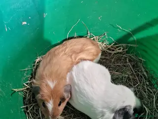 Guinea Pig rodents Baby guinea pigs boys and girls - Advert 1