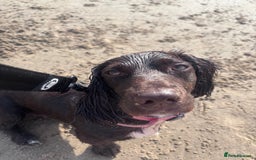 Mixed Breed dogs for sale: Lilly dachshund cocker spaniel  - Image 4